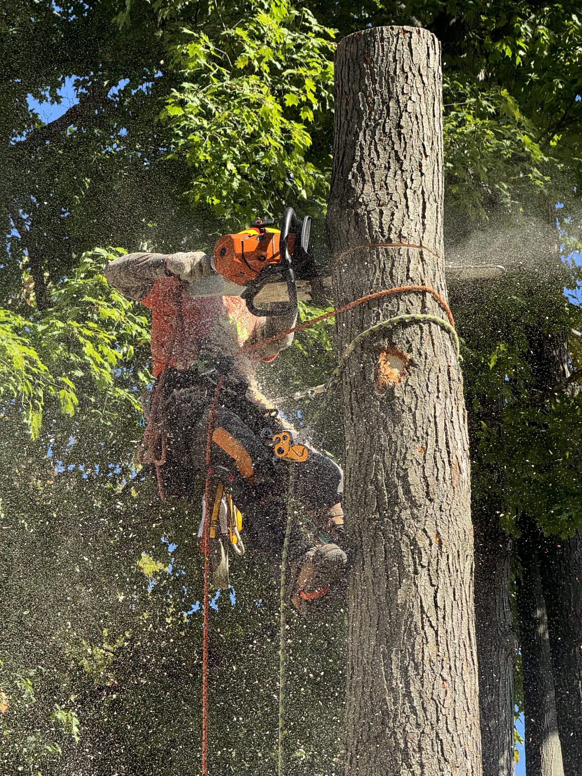 3C0A60D9-BC19-4093-8B06-7A7793118CAE